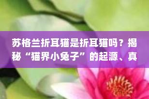 苏格兰折耳猫是折耳猫吗？揭秘“猫界小兔子”的起源、真相与科学养护