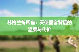 苏格兰折耳猫：天使面容背后的温柔与代价