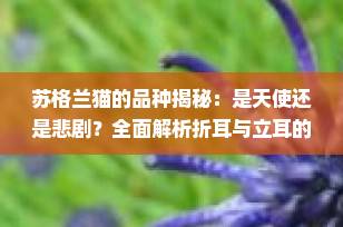 苏格兰猫的品种揭秘：是天使还是悲剧？全面解析折耳与立耳的真相