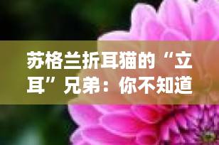 苏格兰折耳猫的“立耳”兄弟：你不知道的健康选择与品种真相