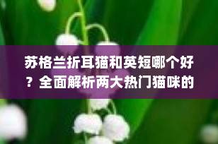 苏格兰折耳猫和英短哪个好？全面解析两大热门猫咪的五大区别