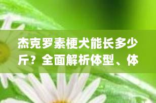 杰克罗素梗犬能长多少斤？全面解析体型、体重与饲养要点（2025最新版）