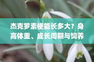 杰克罗素梗能长多大？身高体重、成长周期与饲养须知全解析（2025最新版）