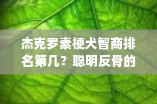 杰克罗素梗犬智商排名第几？聪明反骨的“拆迁小能手”到底有多机智？