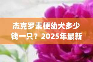 杰克罗素梗幼犬多少钱一只？2025年最新价格行情与选购全攻略