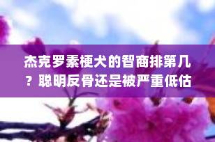杰克罗素梗犬的智商排第几？聪明反骨还是被严重低估？真相揭秘！
