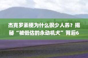 杰克罗素梗为什么很少人养？揭秘“被低估的永动机犬”背后6大真相