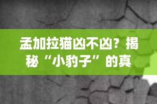 孟加拉猫凶不凶？揭秘“小豹子”的真实性格，看完你就放心了！
