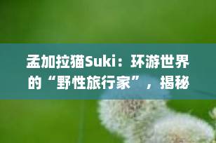 孟加拉猫Suki：环游世界的“野性旅行家”，揭秘它的魅力与饲养秘诀