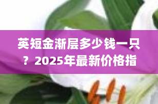 英短金渐层多少钱一只？2025年最新价格指南+避坑攻略（收藏版）