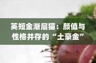 英短金渐层猫：颜值与性格并存的“土豪金”萌宠，科学养护全攻略（2025最新版）