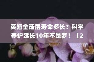 英短金渐层寿命多长？科学养护延长10年不是梦！【2025最新指南】