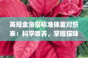 英短金渐层标准体重对照表：科学喂养，掌握猫咪健康成长节奏（2025最新版）