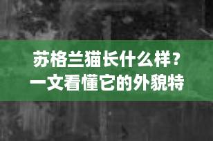 苏格兰猫长什么样？一文看懂它的外貌特征与独特魅力（附高清图鉴）