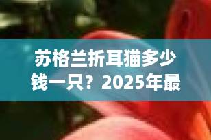 苏格兰折耳猫多少钱一只？2025年最新价格行情与选购全攻略