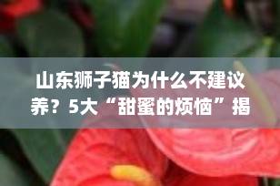 山东狮子猫为什么不建议养？5大“甜蜜的烦恼”揭秘，养前必看！