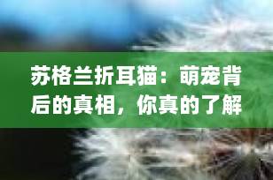 苏格兰折耳猫：萌宠背后的真相，你真的了解吗？