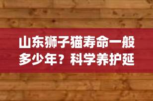 山东狮子猫寿命一般多少年？科学养护延长爱猫生命的5大秘诀