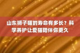 山东狮子猫的寿命有多长？科学养护让爱猫陪伴你更久