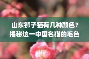 山东狮子猫有几种颜色？揭秘这一中国名猫的毛色奥秘
