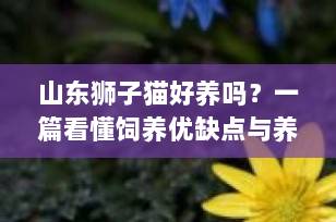 山东狮子猫好养吗？一篇看懂饲养优缺点与养护全攻略