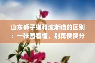 山东狮子猫和波斯猫的区别：一张图看懂，别再傻傻分不清！