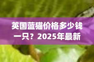 英国蓝猫价格多少钱一只？2025年最新行情全解析（附购买避坑指南）