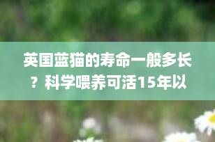 英国蓝猫的寿命一般多长？科学喂养可活15年以上，最长纪录达24年！