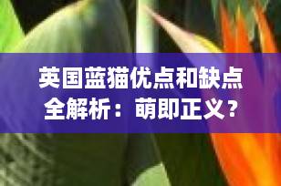 英国蓝猫优点和缺点全解析：萌即正义？养前必看的“蓝胖子”生存指南