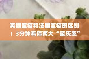 英国蓝猫和法国蓝猫的区别：3分钟看懂两大“蓝灰系”猫咪如何选择
