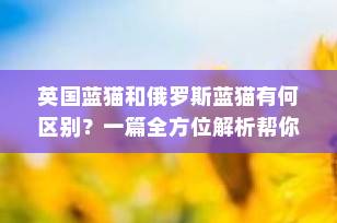 英国蓝猫和俄罗斯蓝猫有何区别？一篇全方位解析帮你选对“蓝朋友”