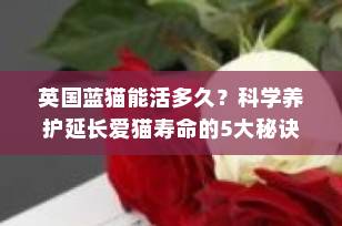 英国蓝猫能活多久？科学养护延长爱猫寿命的5大秘诀
