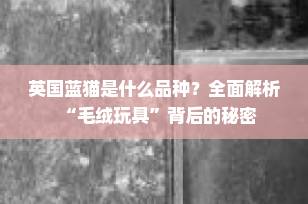 英国蓝猫是什么品种？全面解析“毛绒玩具”背后的秘密