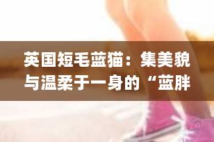 英国短毛蓝猫：集美貌与温柔于一身的“蓝胖子”，为何是理想的家庭伴侣？