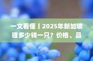 一文看懂丨2025年新加坡猫多少钱一只？价格、品相与选购全解析