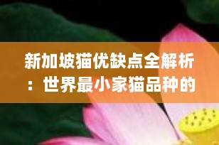 新加坡猫优缺点全解析：世界最小家猫品种的真实生活体验（2025年最新指南）