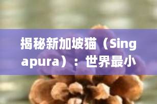 揭秘新加坡猫（Singapura）：世界最小家猫的萌宠魅力与科学饲养全攻略
