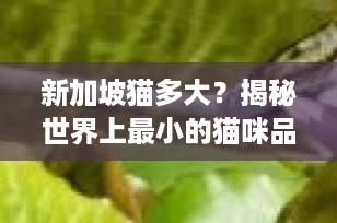新加坡猫多大？揭秘世界上最小的猫咪品种，萌翻你的心！