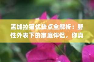 孟加拉猫优缺点全解析：野性外表下的家庭伴侣，你真的适合养吗？