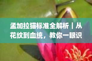 孟加拉猫标准全解析｜从花纹到血统，教你一眼识别纯种品相（2025最新版）