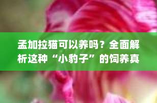 孟加拉猫可以养吗？全面解析这种“小豹子”的饲养真相（2025最新指南）
