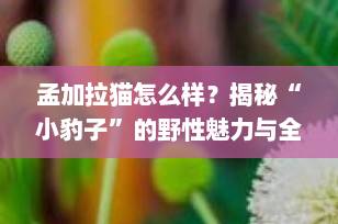 孟加拉猫怎么样？揭秘“小豹子”的野性魅力与全能性格（2025最新指南）