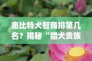 惠比特犬智商排第几名？揭秘“猎犬贵族”的真实智力水平