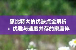 惠比特犬的优缺点全解析：优雅与速度并存的家庭伴侣，你适合养吗？