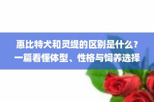 惠比特犬和灵缇的区别是什么？一篇看懂体型、性格与饲养选择！