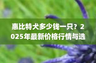 惠比特犬多少钱一只？2025年最新价格行情与选购指南（附避坑建议）