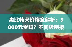 惠比特犬价格全解析：3000元贵吗？不同级别报价与选购避坑指南