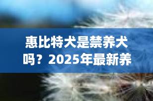 惠比特犬是禁养犬吗？2025年最新养犬政策与饲养指南