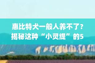 惠比特犬一般人养不了？揭秘这种“小灵缇”的5大饲养门槛