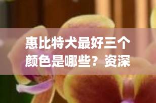 惠比特犬最好三个颜色是哪些？资深博主揭秘高颜值&稀有品相！